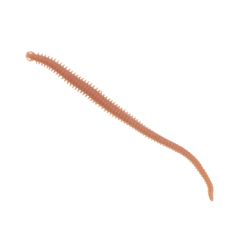 Berkley Gulp Alive Nereis 15cm Silikon Yem - 1